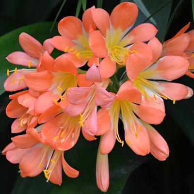 Wholesale Seeds - CLIVIA Miniata Hybrids, Belgium Hybrid ...