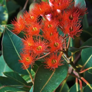 CORYMBIA Ficifolia, Scarlet Gum