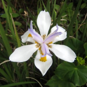 DIETES Grandiflora, Large Wild Iris