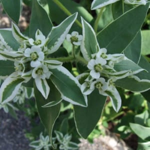 EUPHORBIA Lathyris, Gopher Spurge