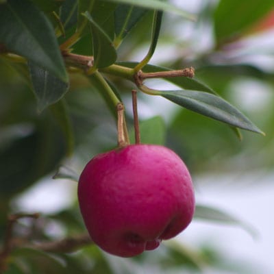 EUGENIA Myritifolia – Monterey Bay, Brush Cherry