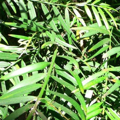 PODOCARPUS Gracilior, Fern Pine