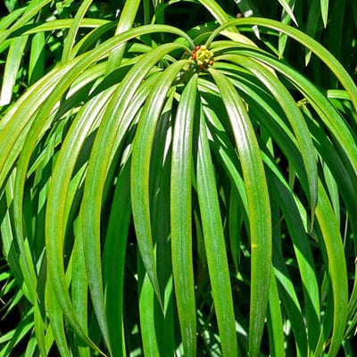 PODOCARPUS Henkelii, Long Leafed Yellow Wood