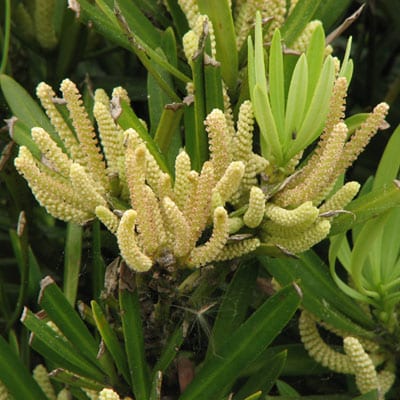 PODOCARPUS Macrophyllus – China, Arhat Pine