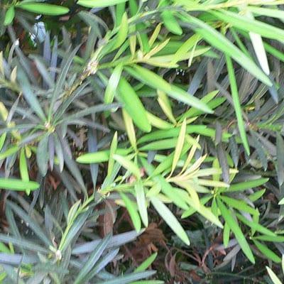 PODOCARPUS Macrophyllus Maki – Ca, Shrubby Podocarpus