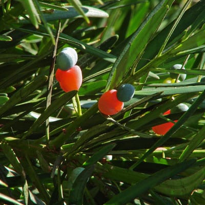 Wholesale Seeds Podocarpus Macrophyllus Kusamaki 2 4 Leaf 3 8 Wide Mistletoe Carter Seeds